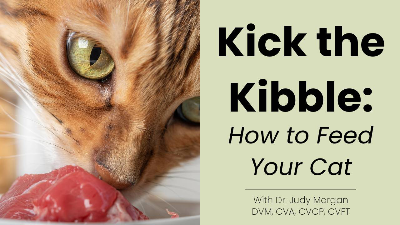Course banner reading "Kick the Kibble: How to Feed Your Cat" with Dr. Judy Morgan, featuring a close-up of a cat eating raw meat.