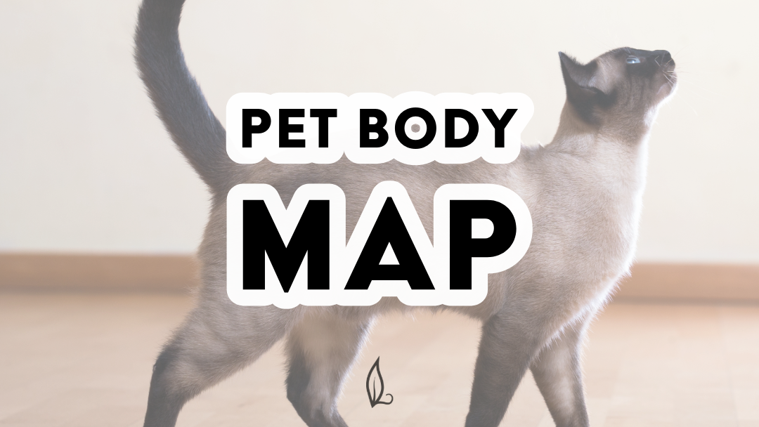 Side view of a gray Siamese cat with its head and tail both perked up with bold text overlaying the image reading "Pet Body Map"