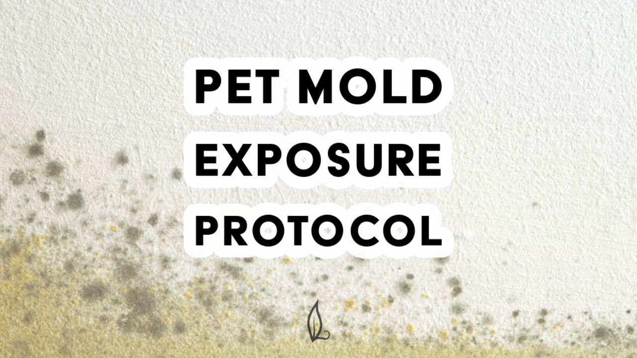 The words "Mold Exposure Protocol" appear over a textured wall with green and black mold at the bottom, emphasizing pet mold symptoms. 