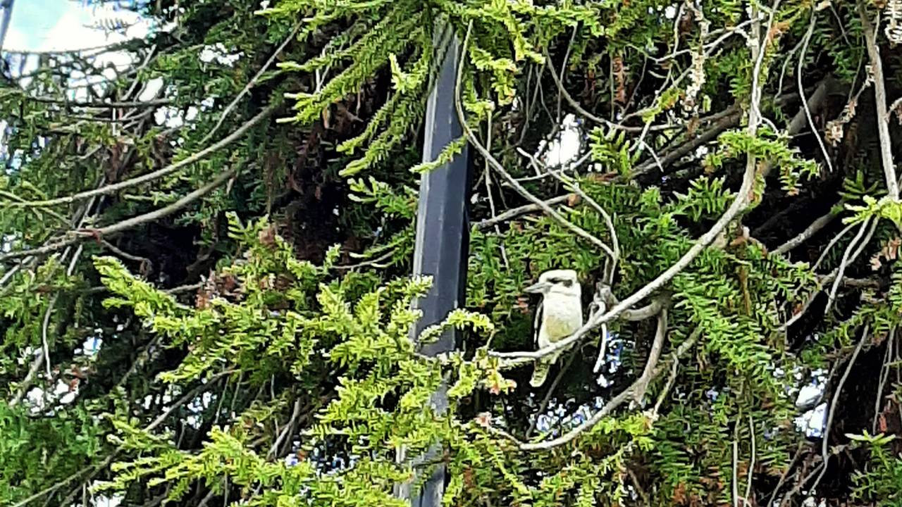 The Cackling Kookaburras of Western Australia