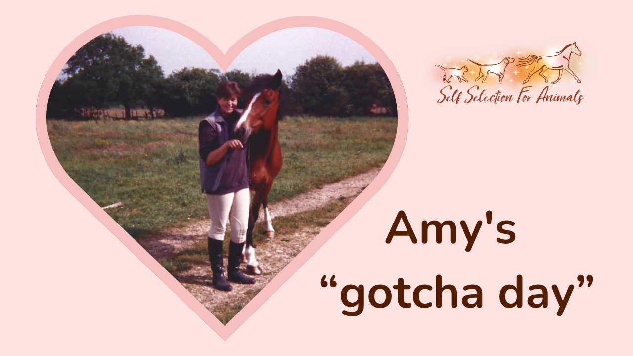 Celebrating a horse's gotcha day Image copyright Susannah Rafelle