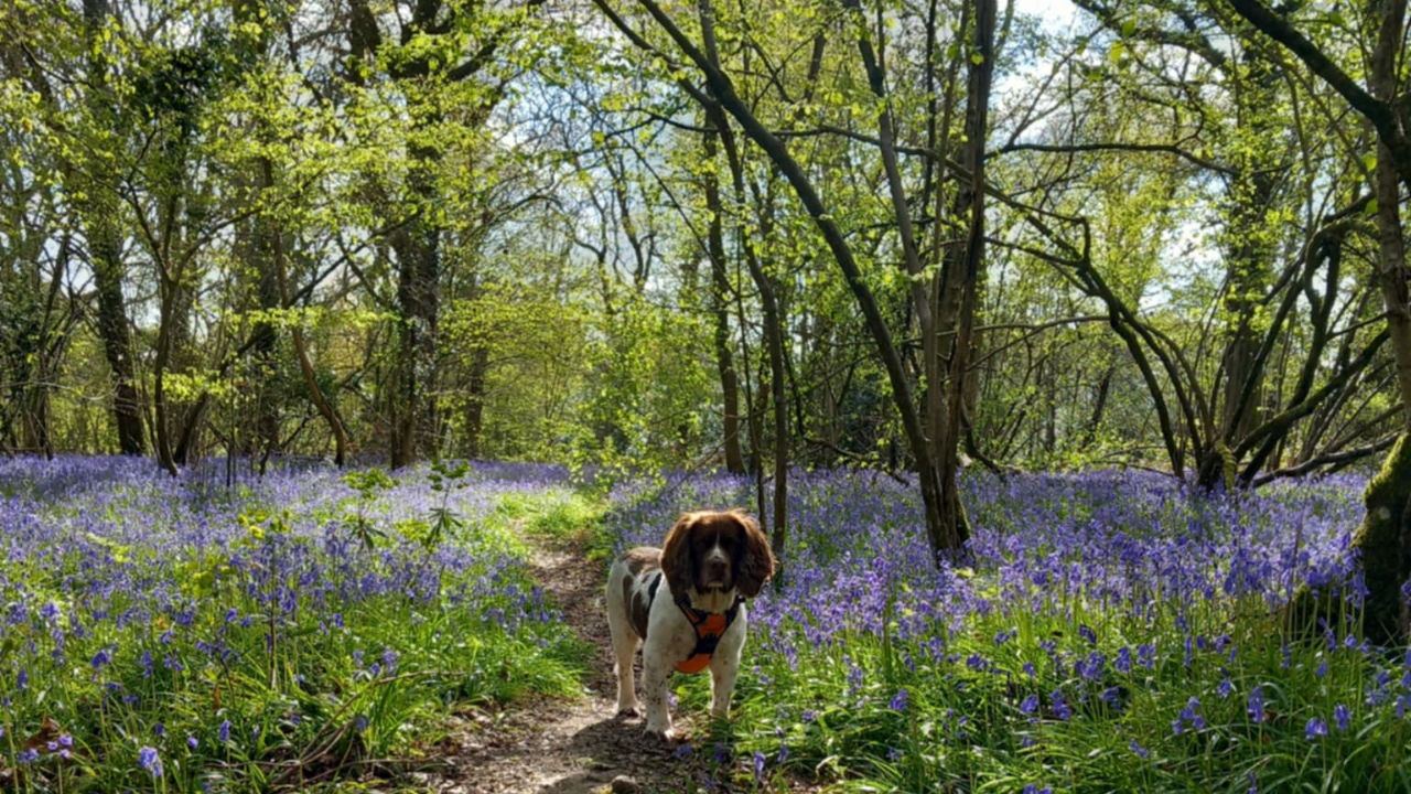 Brown and white dog in bluebell woods