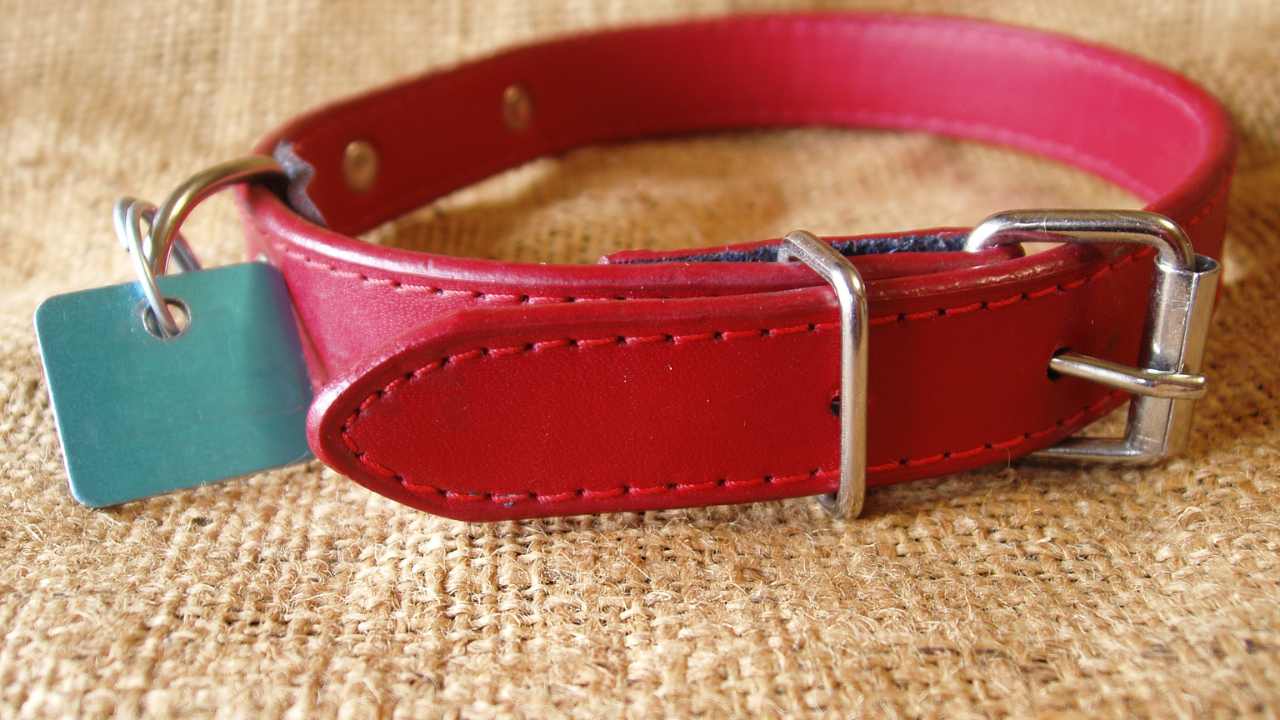 A red dog collar with tag sitting on a table