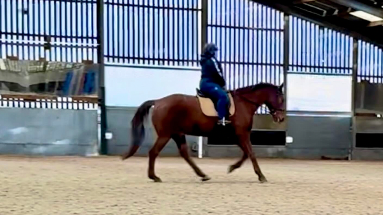 Alison Kenward riding Salvation in the arena.