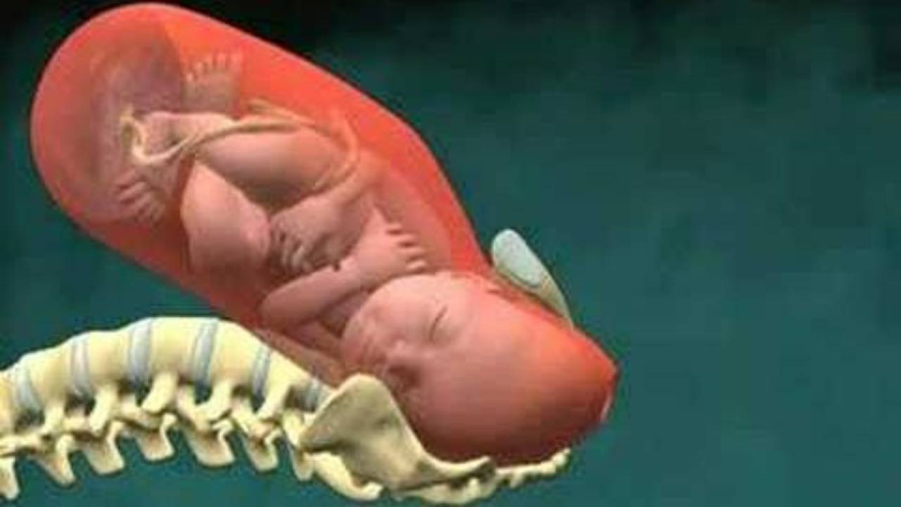 Childbirth Preparation | 3d Animation of a Baby’s Birth