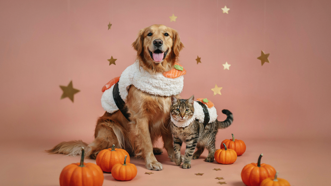A studio photograph of a golden retriever and a tabby cat wearing sushi-themed costumes, surrounded by small pumpkins and gold stars on a solid pink background.