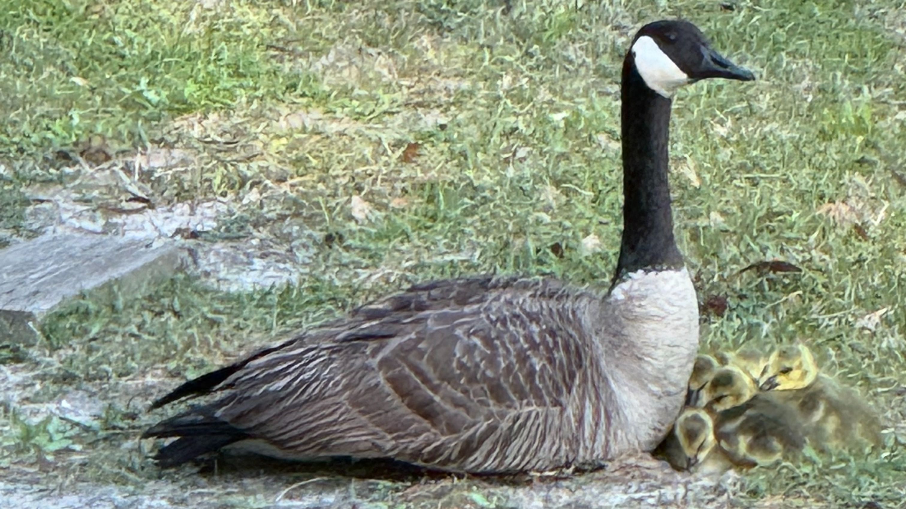 Momma goose and her goslings