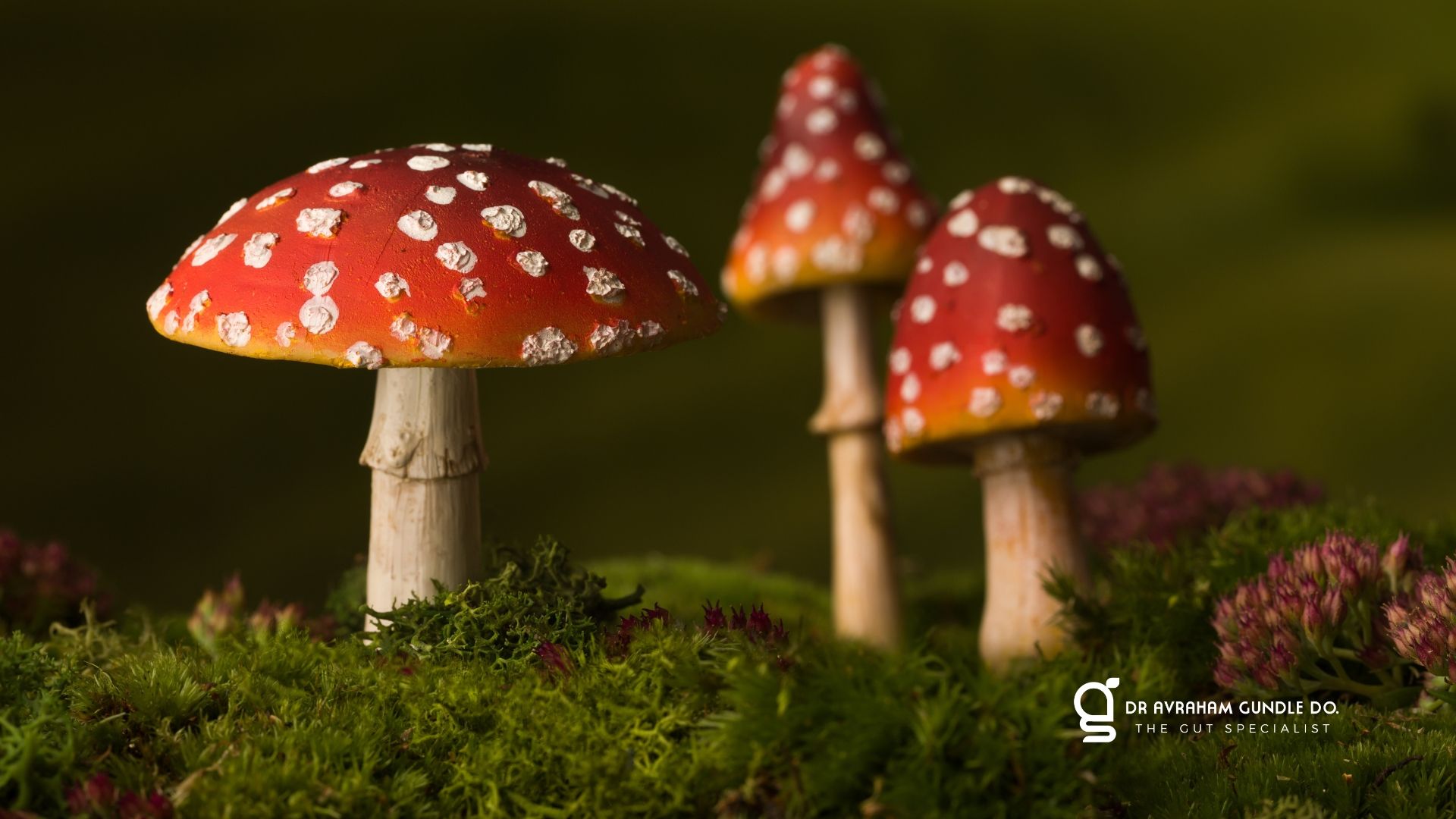 mushrooms and gut health