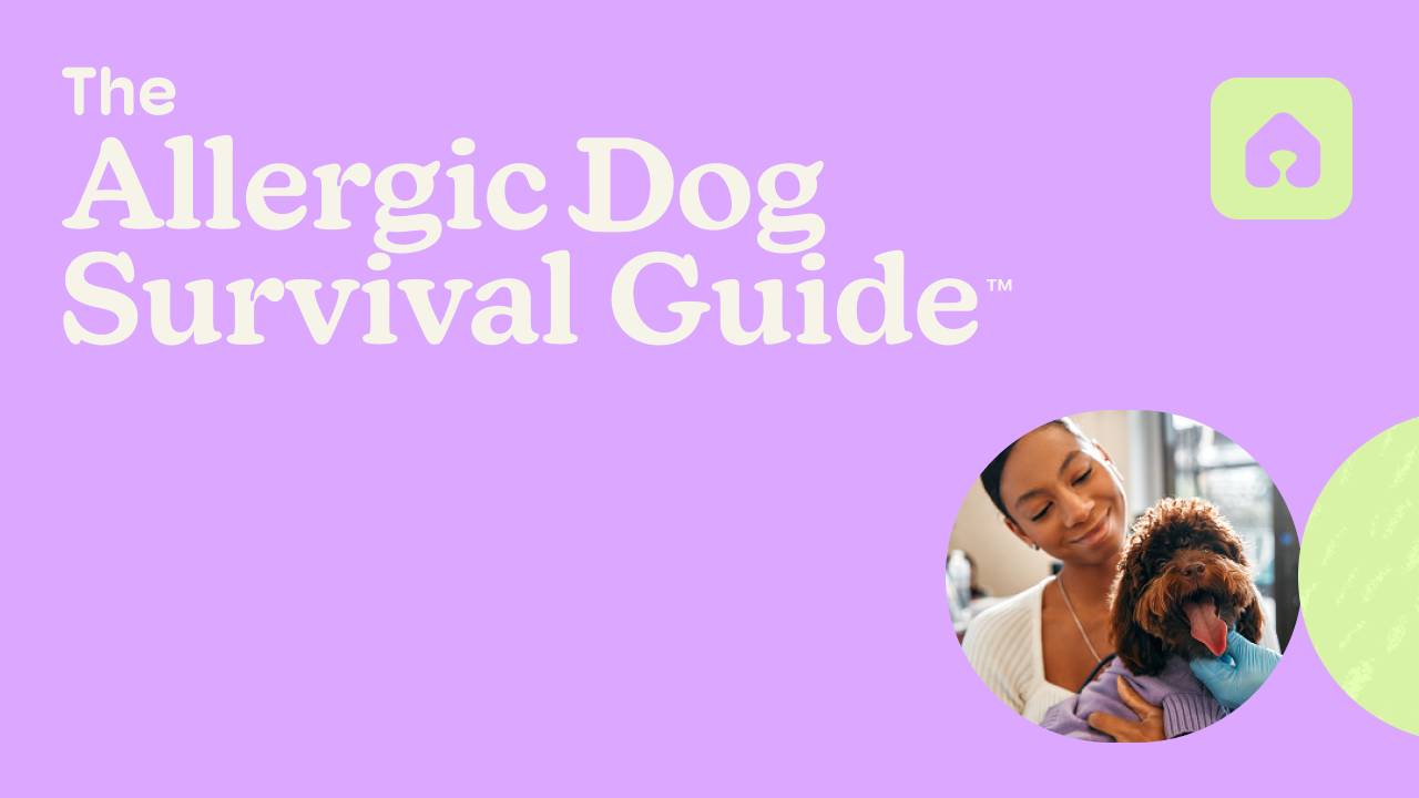 Picture of Help Your Allergic Dog | Trusted Advice from a Vet Specialist