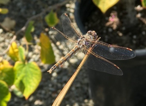 dragonfly landing on a stem in a garden.