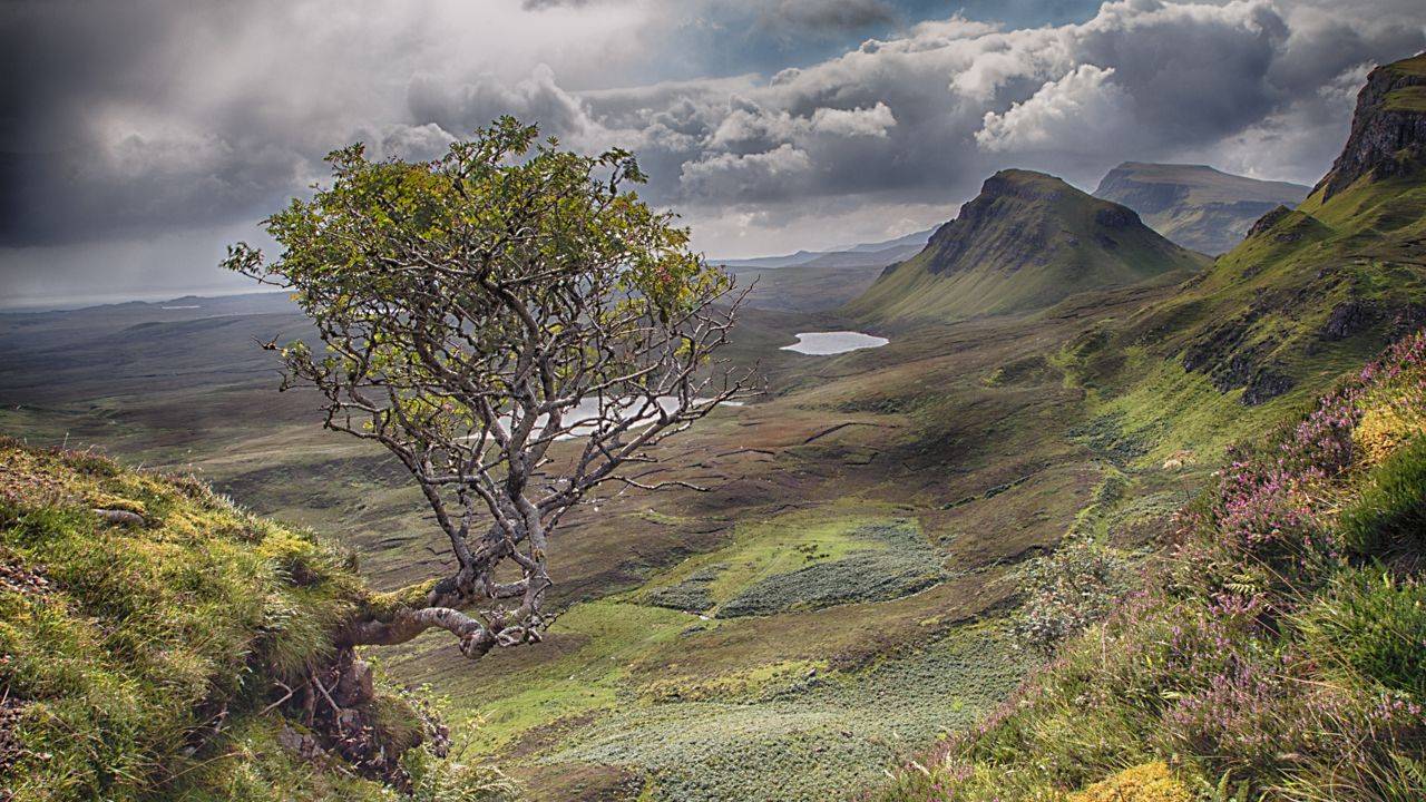 Rowan Tree Bagpipe Master