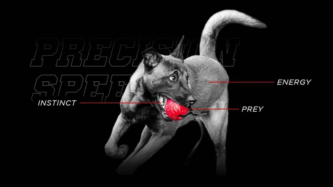 STSK9 Online Dog Training Courses & Programs