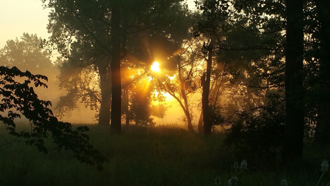 dawn through the forest, sun rising yellows and dark green