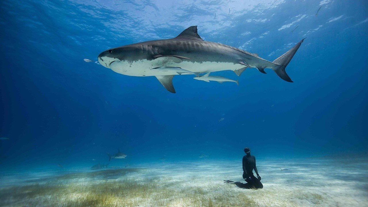 How to find documentary ideas, tiger shark underwater from One Breath documentary