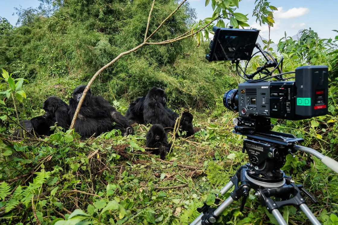 A cinema camera on a tripod, filming a family of mountain gorillas