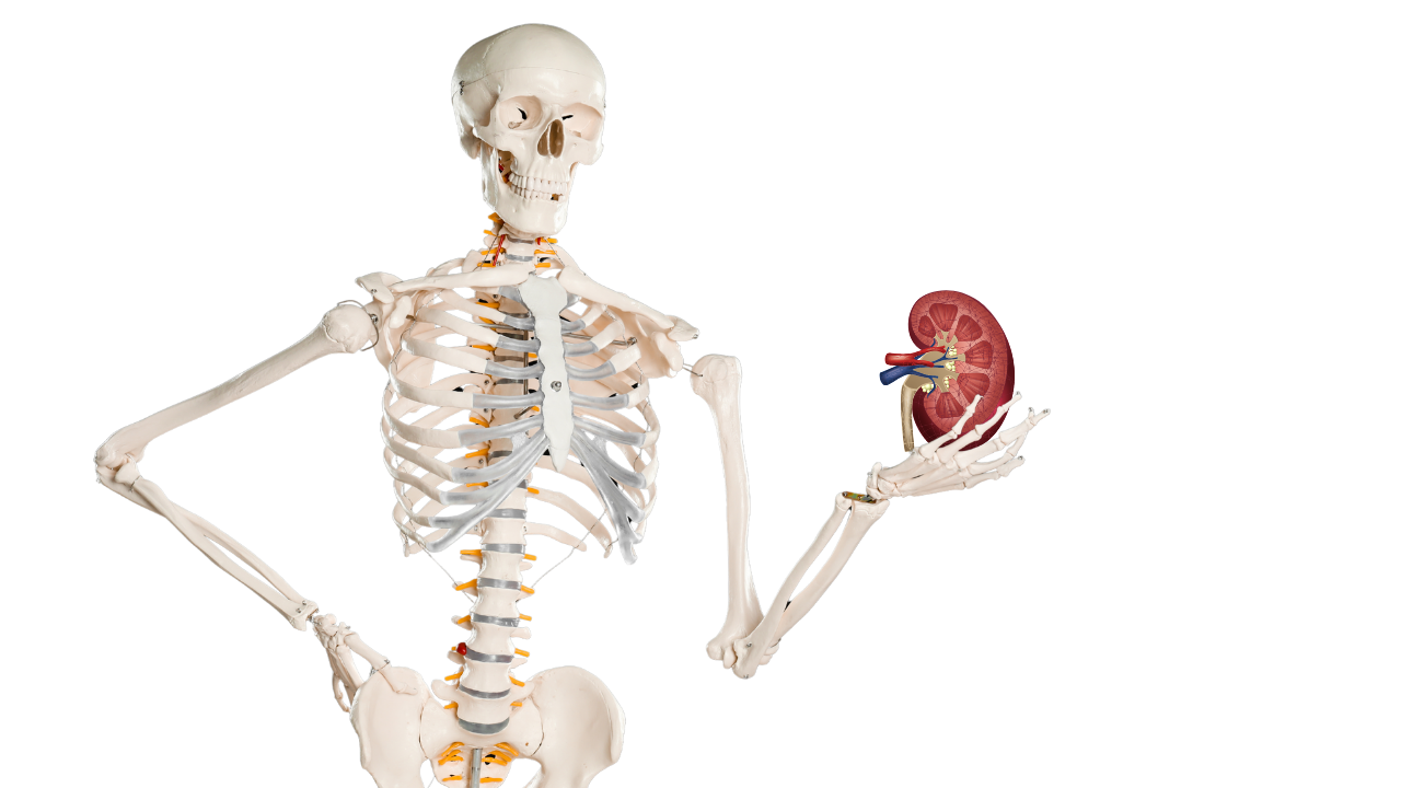 October 2025 PKD & Bone health skeleton, kidneys, bone health