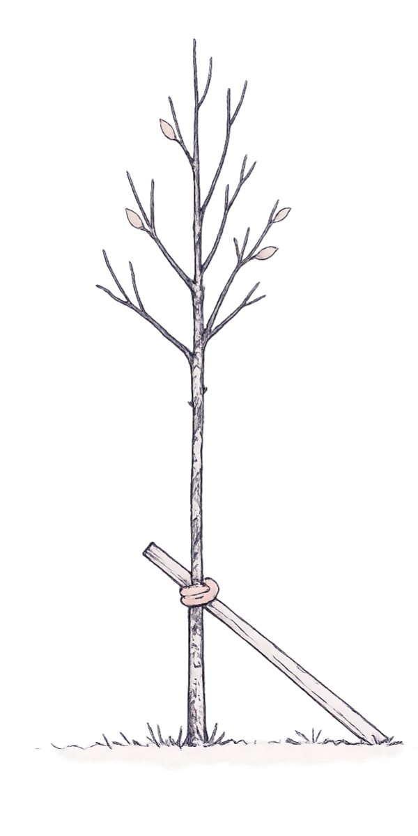 A baby tree held steady by a post