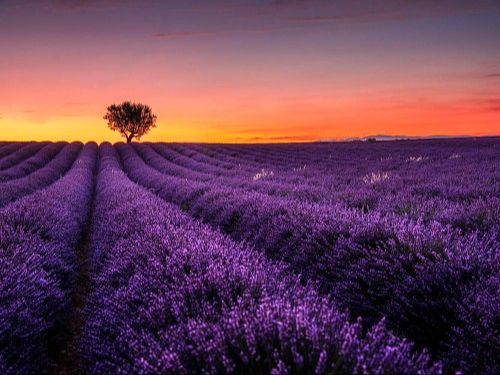 Lavender Fields at Sunset in Valensole, Provence