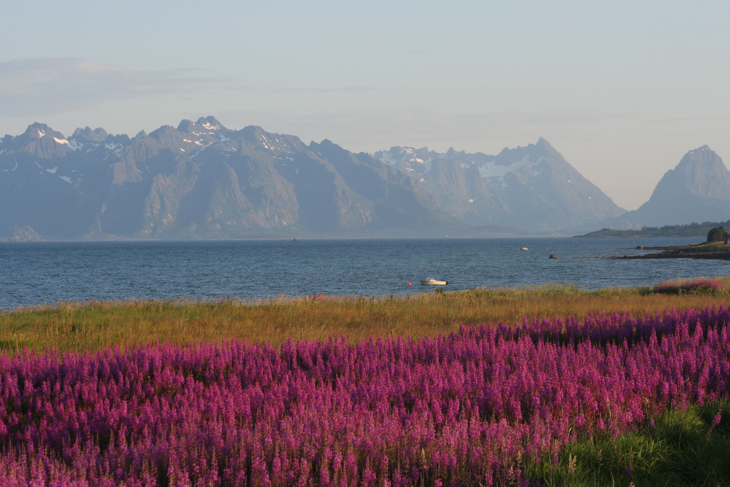 Dave's original photograph from Norway: purple wildflowers, open water, distant mountains and pale sky