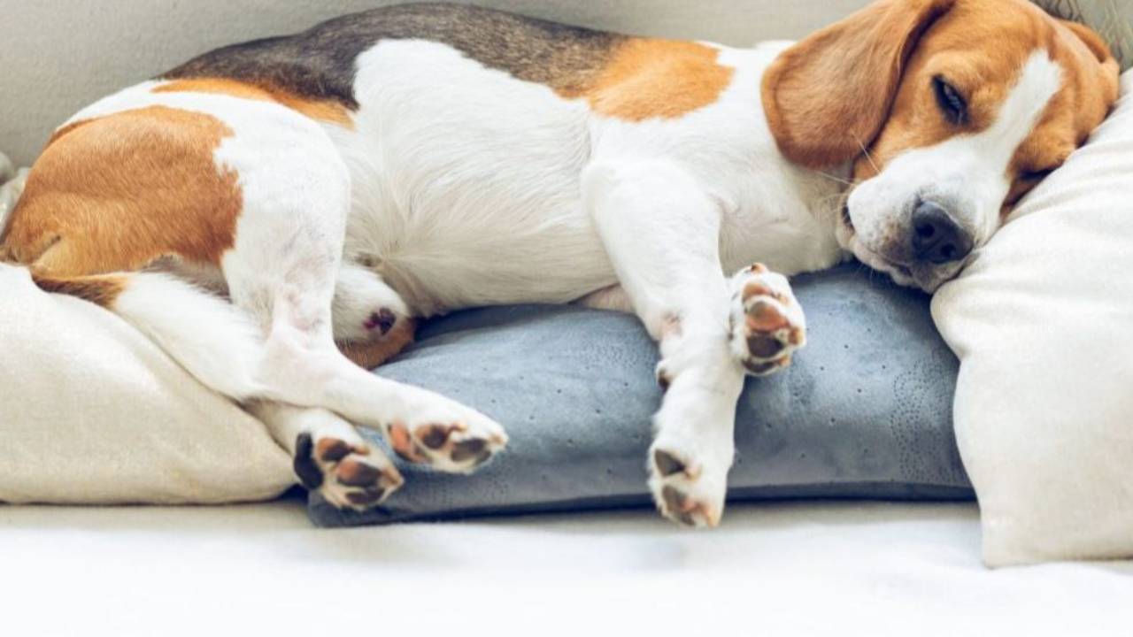 Local Anesthesia Techniques For CSections