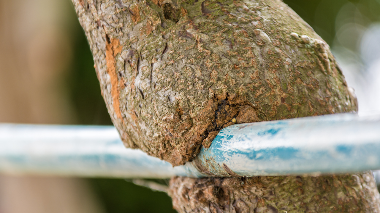 A tree has grown around an iron bar over the years