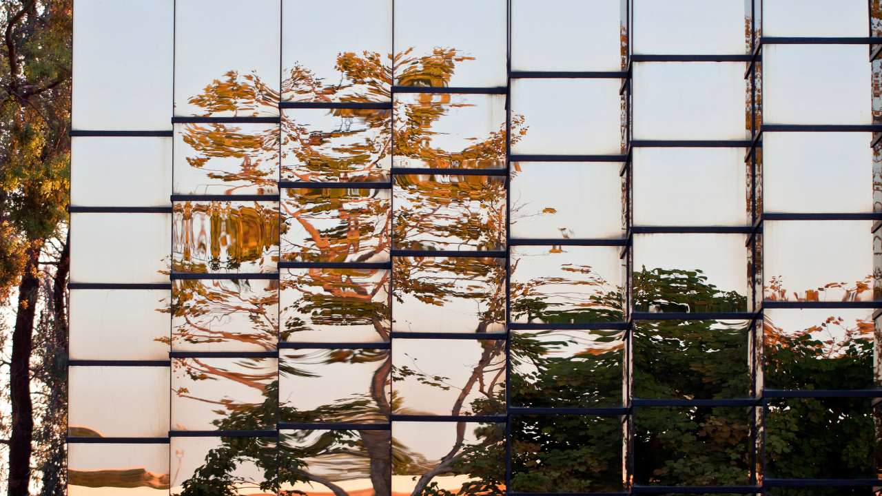 Tree Distorted and Reflected in Glass Building