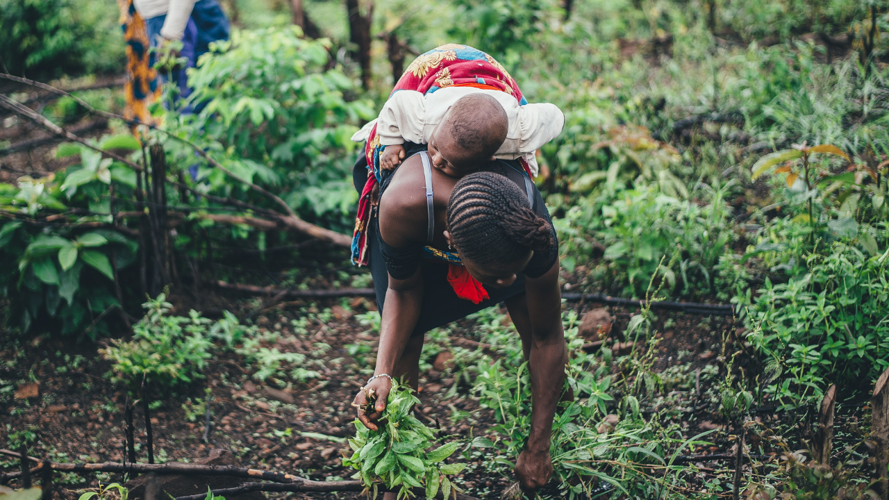african woman farming while carrying child