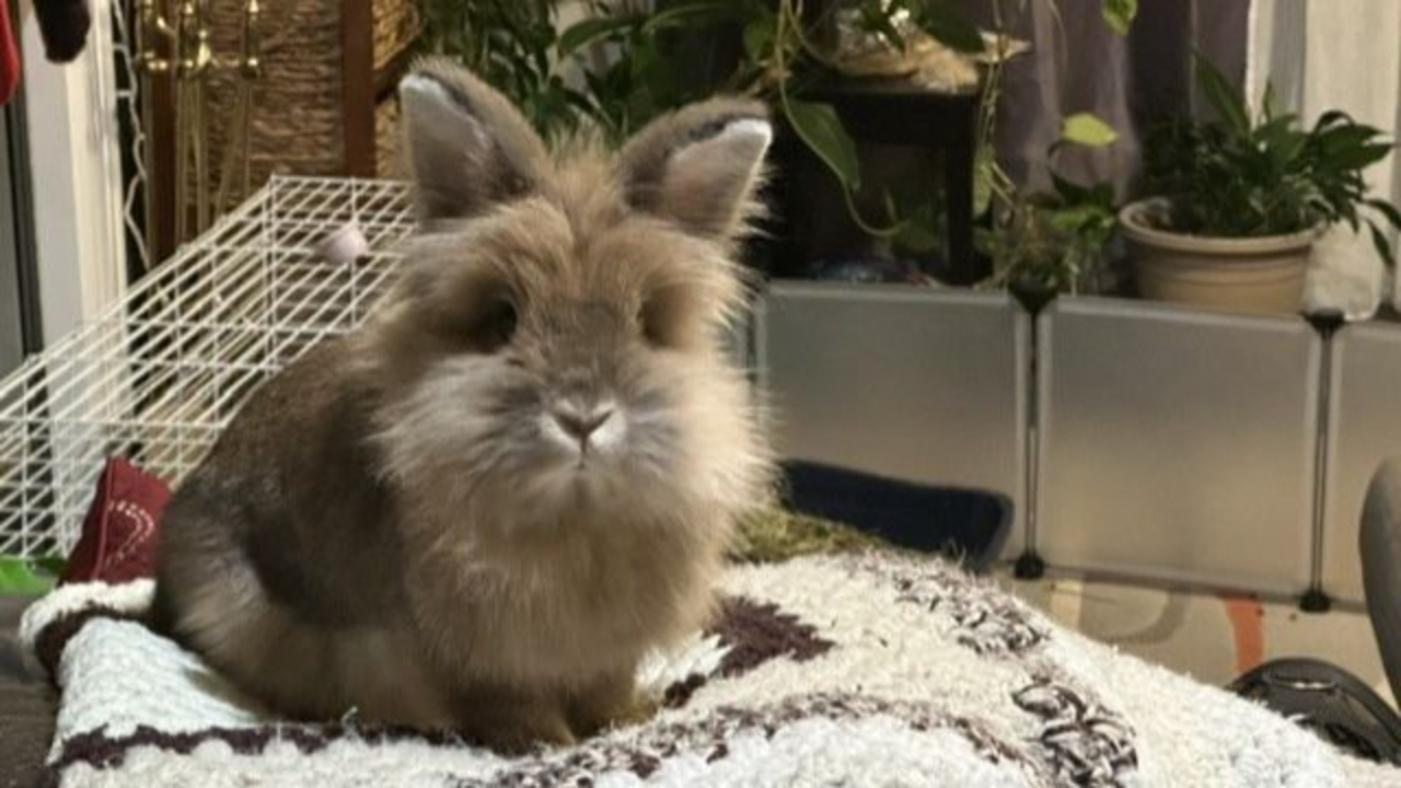 Lennon the lionhead rabbit