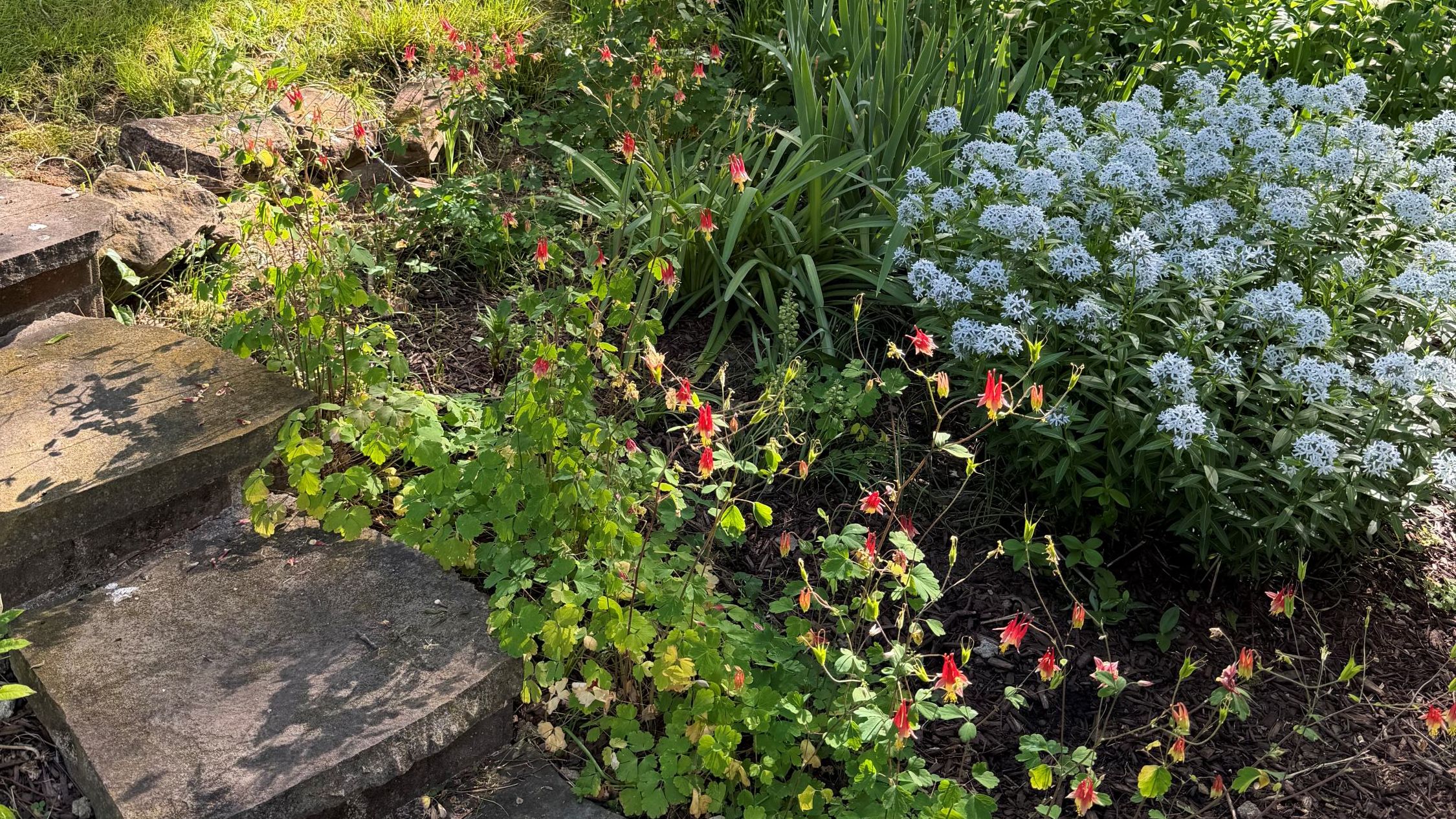 Robbie's garden