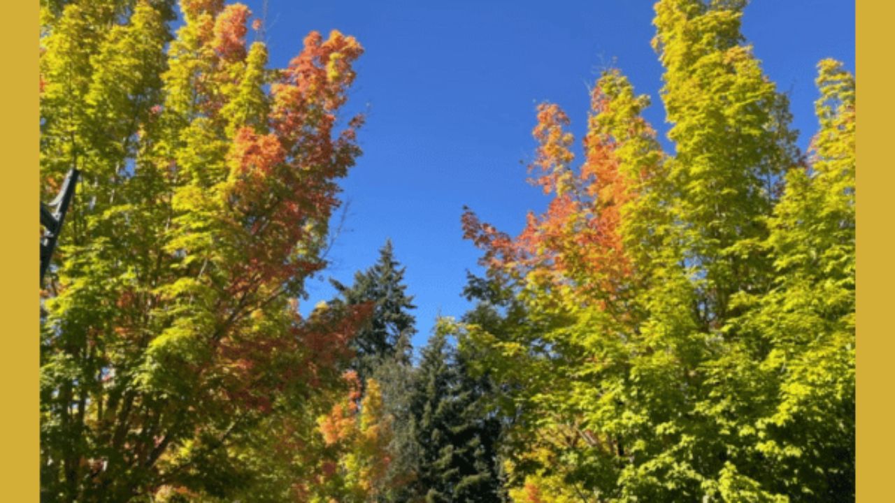 Leaves turning orange with blue sky above