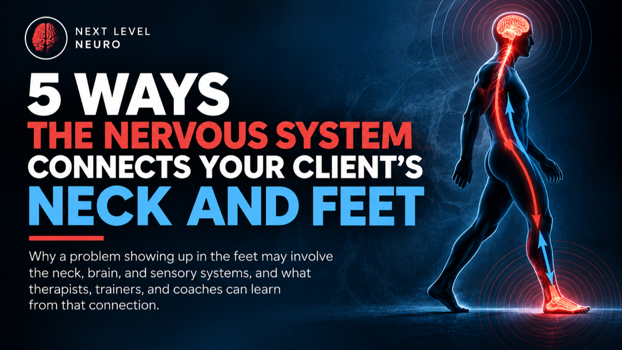 Illustration of the brain, spinal cord, and feet showing how the nervous system connects the neck and feet.