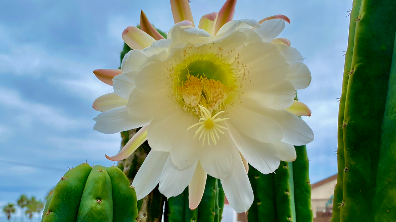 an enormous white flower, about seven inches in diameter, blooming on the cactus on our ocean-facing patio.