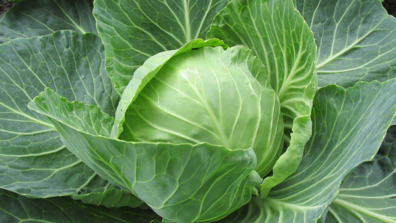 Defender Cabbage Making the case for cabbage