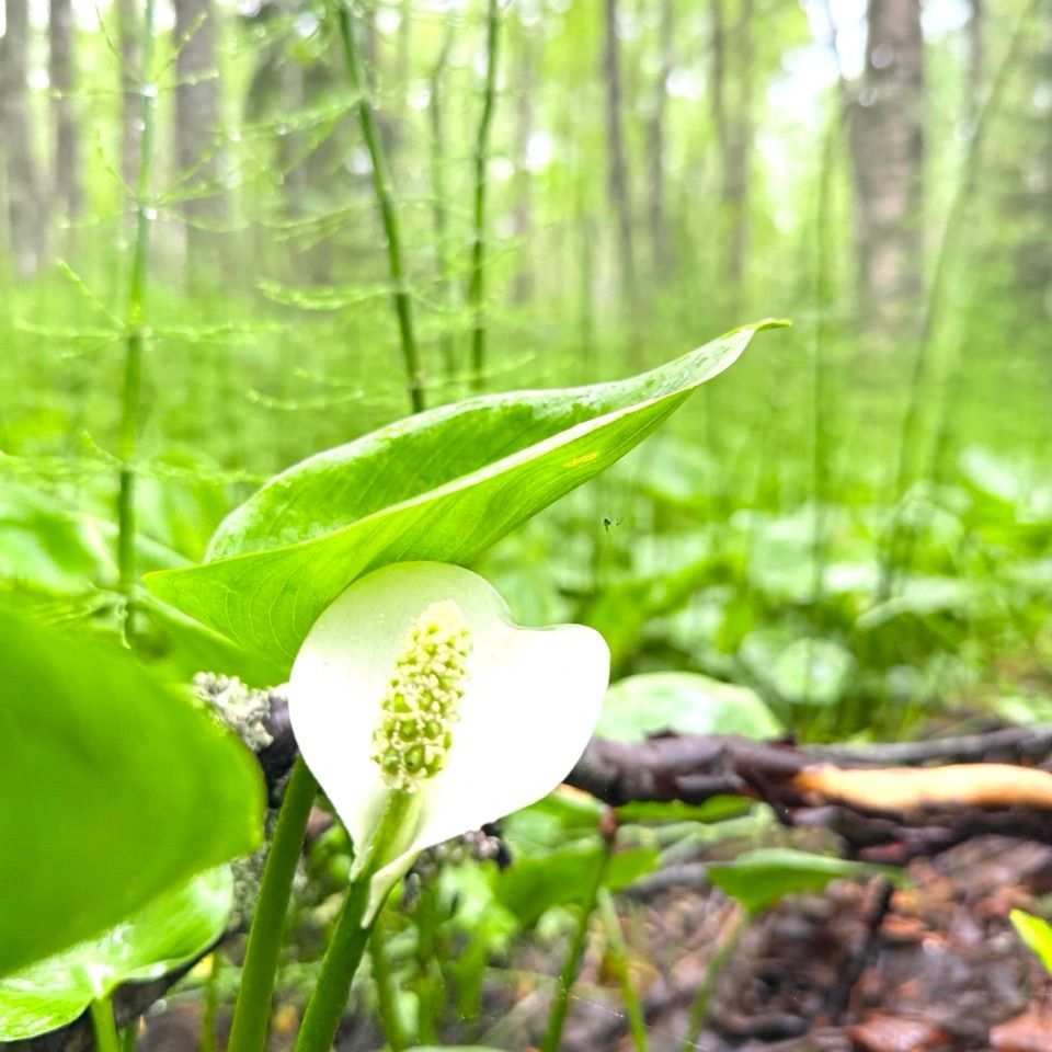 Suokukka metsäpolun varrella