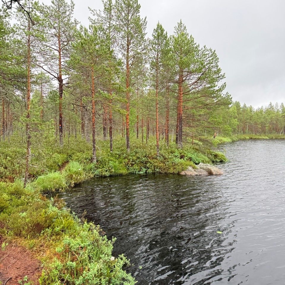 Metsäjärvi juoksumaaston varrella