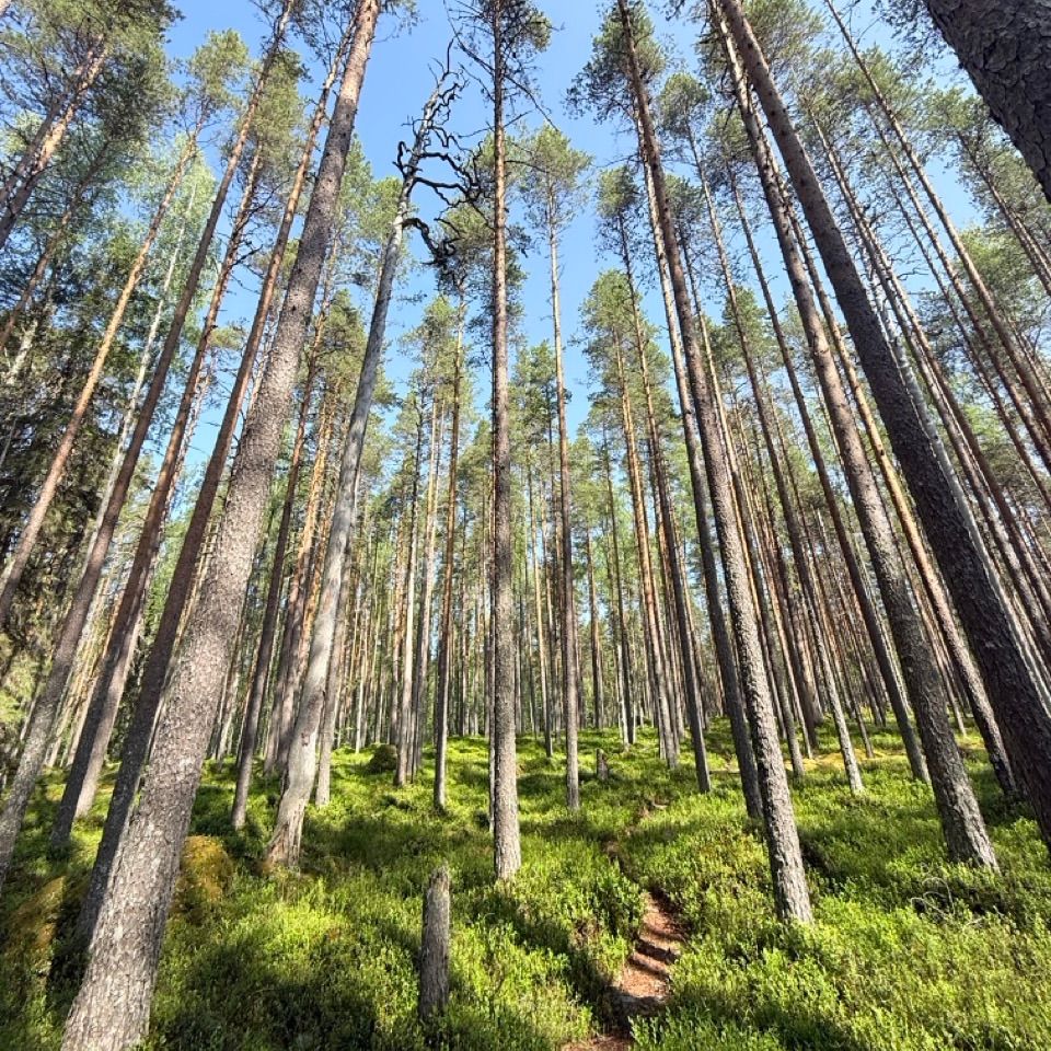 Mäntymetsä juoksupolulla