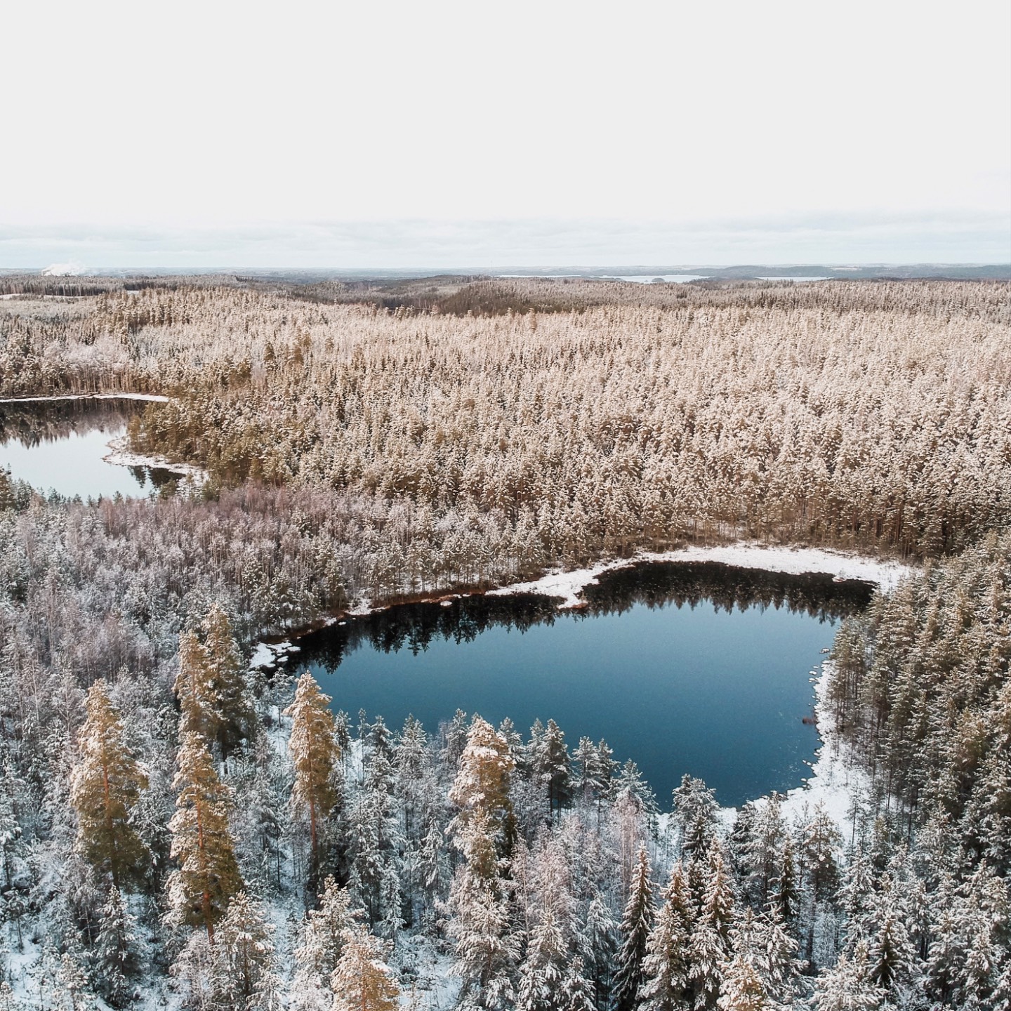 Calm lake surrounded by forest
