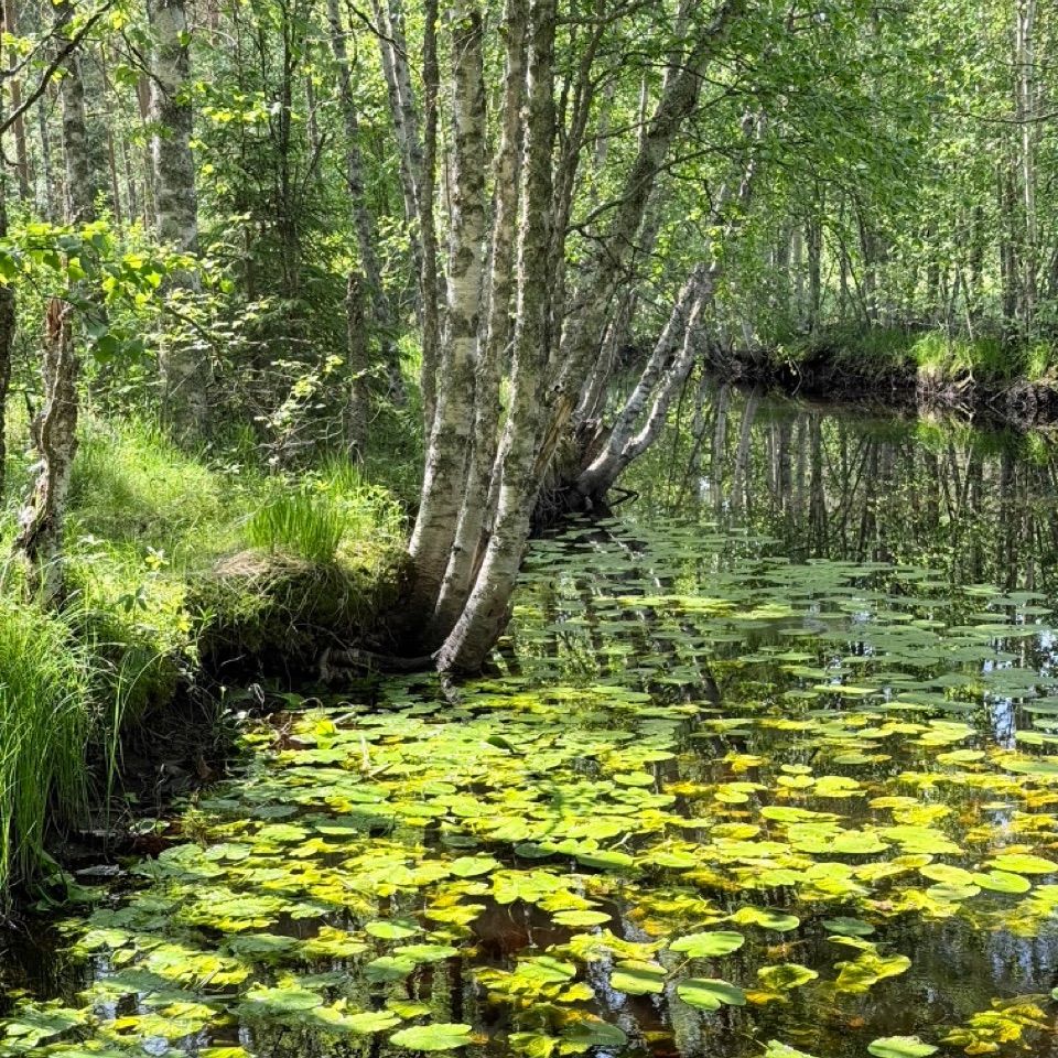 Lampi metsäpolun varrella