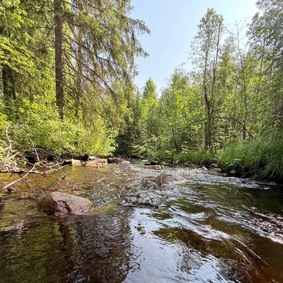 Metsäpuro juoksureitin varrella