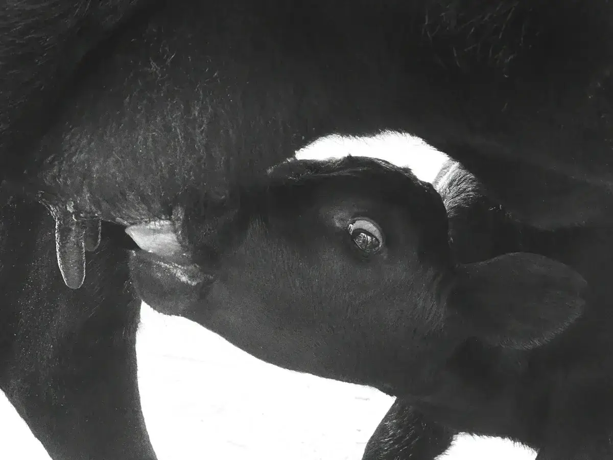 Multiple Dexter calves nursing from a cow at Mountain Heritage Farm.