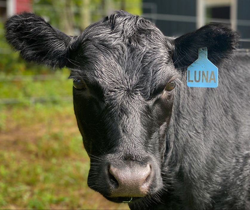 Black Dexter heifer with wide forehead and proportional head features