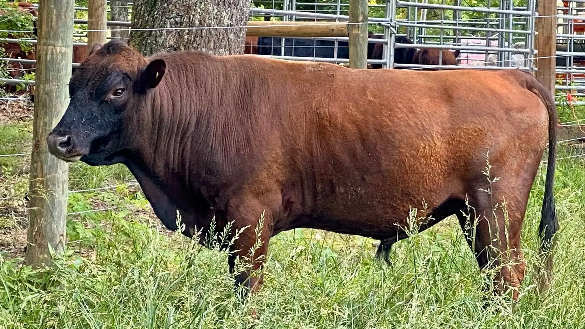 Belle Fourche Baloo, mature four-year-old red Dexter bull at Mountain Heritage Farm