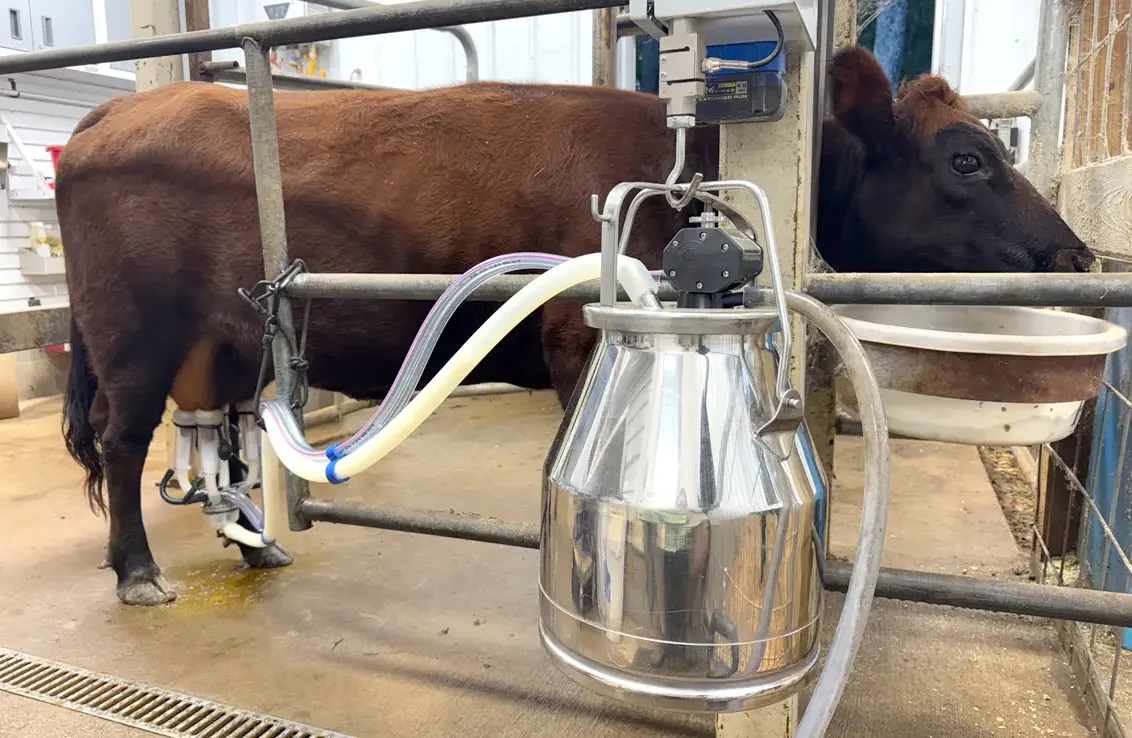 Dexter milk cow in the stanchion being milked with a stainless steel bucket milker at Mountain Heritage Farm, showing a clean, efficient milking setup.