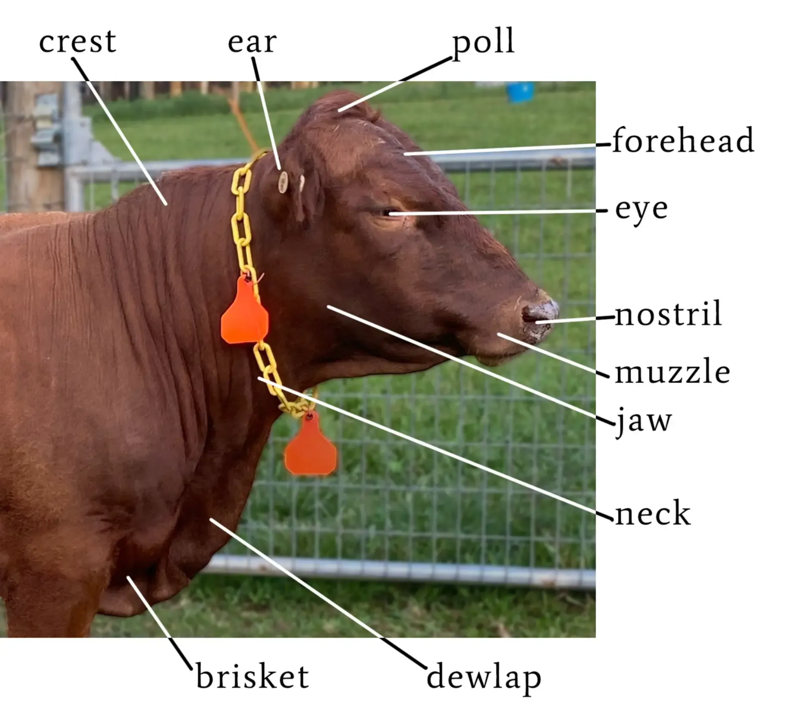Dexter bull head and neck structure diagram with crest, poll, muzzle, dewlap, and brisket