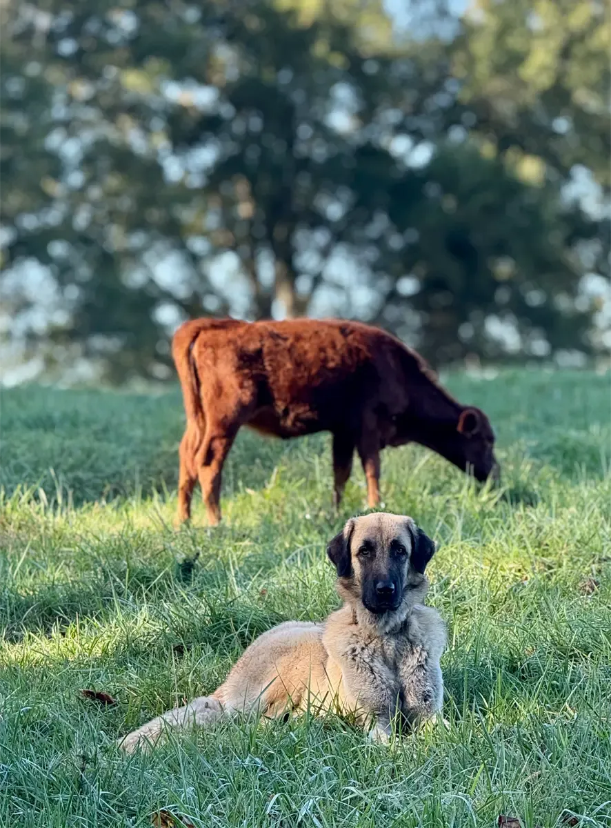 Anatolian shepherd dog lying watchfully in green pasture with a red Dexter calf grazing behind, illustrating livestock guardian protection at Mountain Heritage Farm.