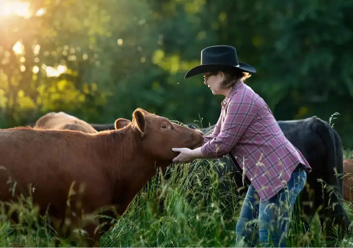 Farmer at Mountain Heritage Farm walking with a red Dexter cow in evening light, highlighting the breed’s gentle nature.