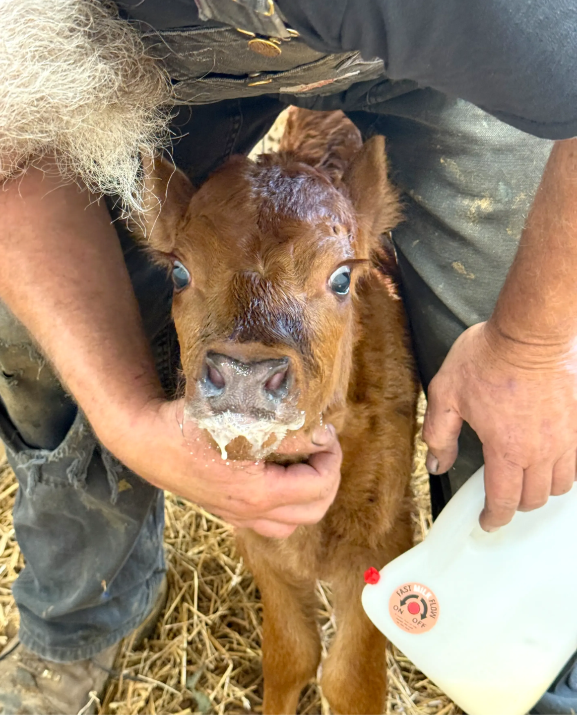Newborn red Dexter calf with milk on its muzzle being gently held after finishing its first bottle feeding at Mountain Heritage Farm, showing calm handling and good digestion signs.