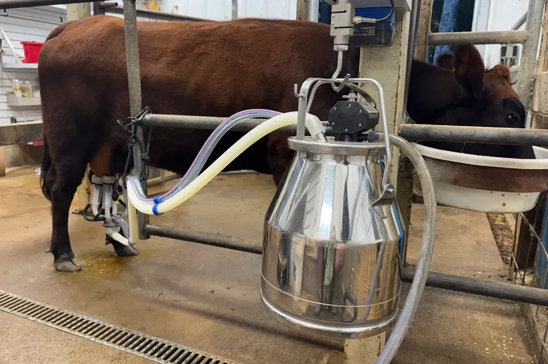 Dexter cow being milked with a modified goat-shell claw connected to a stainless steel DeLaval bucket system in the stanchion.