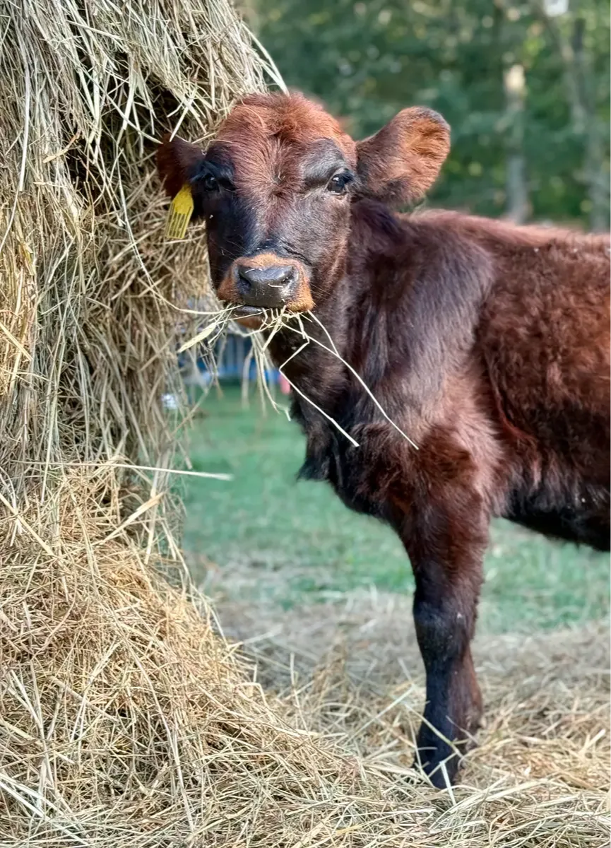Young wild-type red Dexter heifer standing beside a round bale of hay at Mountain Heritage Farm, showing healthy coat and curious expression during early training.