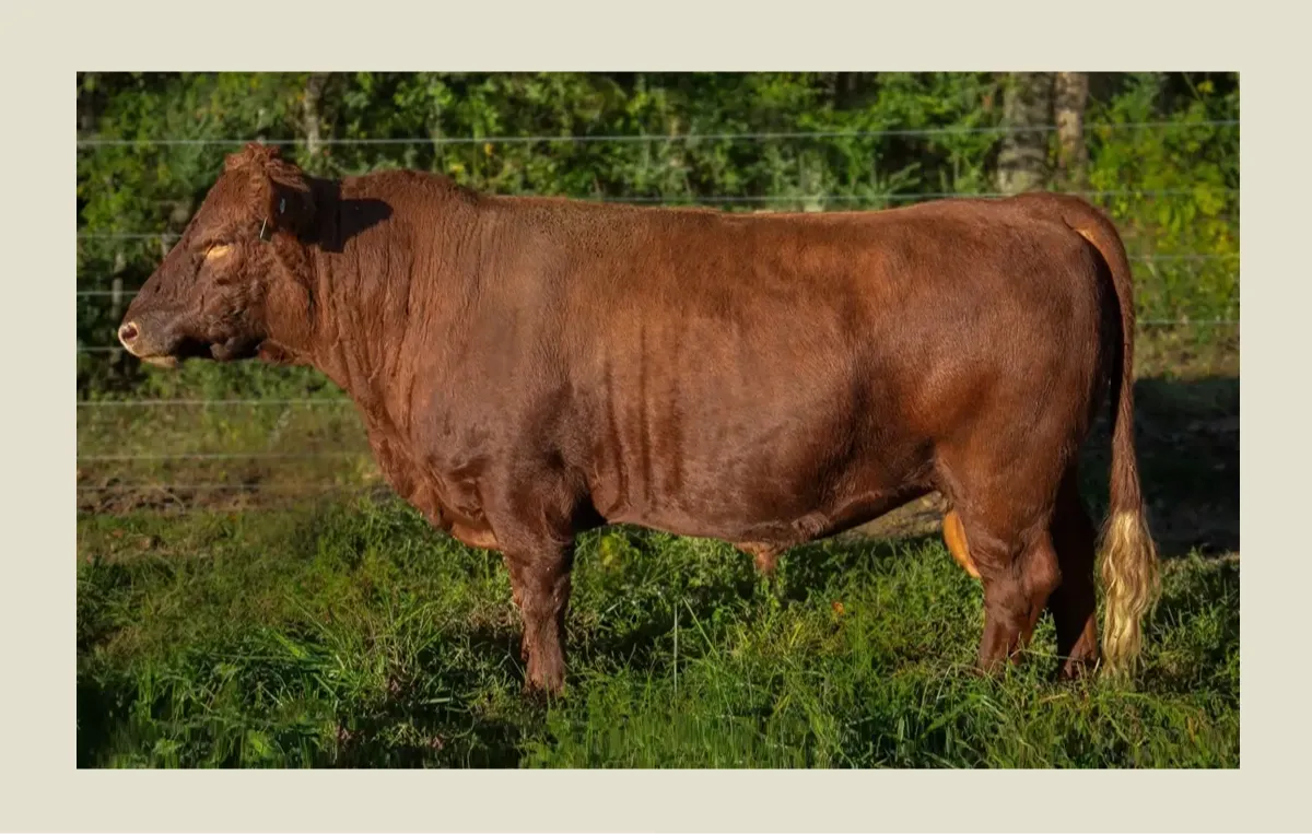 Modern Dexter bull at Mountain Heritage Farm, bred for gentle temperament, milk genetics, and polled safety.